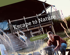 Camping Glamping Website Design Hove
